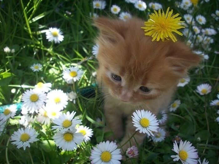 Close-up of a quirky cat kitten surrounded by white daisies, showcasing cats being their quirky selves outdoors.