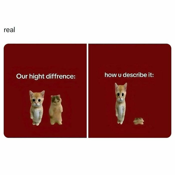 Two cats illustrating relatable posts about height difference with smile today, cry tomorrow theme on red background.