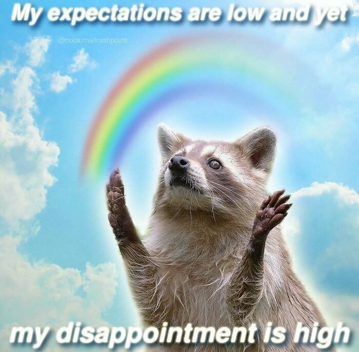 Raccoon under a rainbow with raised paws illustrating relatable memes about low expectations and high disappointment.