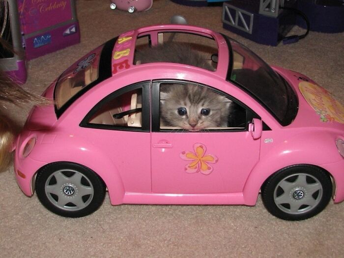 Kitten peeking from inside a pink toy car, showing quirky cats being their playful and unique selves.