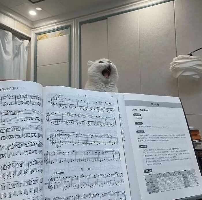 White cat yawning behind open music book, showcasing quirky cat behavior in a cozy indoor setting.