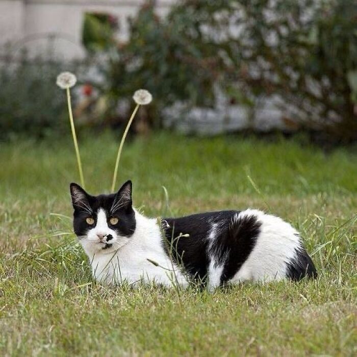 Black and white cat lying in grass with dandelions behind its head, showing quirky cat behavior outdoors.