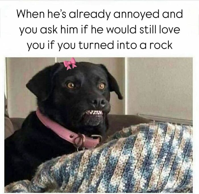 Black dog with a pink collar and bow making a funny face, illustrating relatable memes for days about avoiding responsibilities.