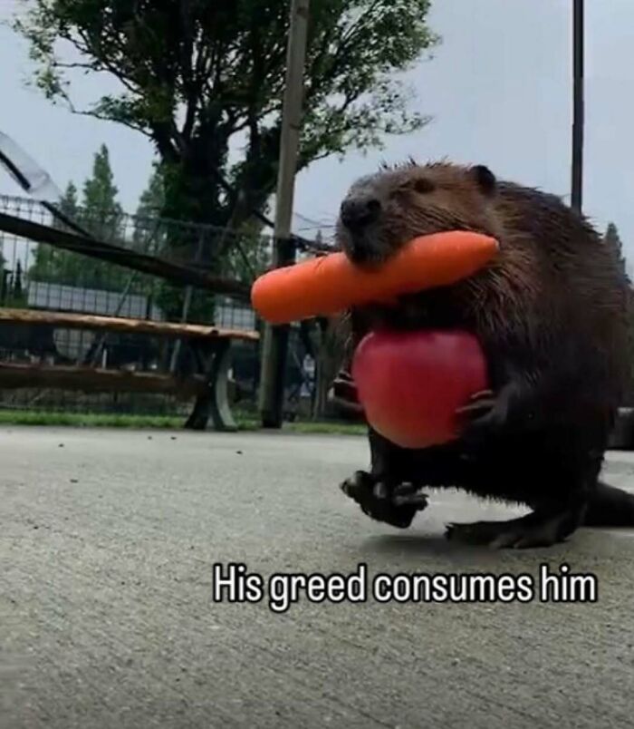 Beaver holding a carrot and apple with caption about greed, relatable memes about humorous animal behavior outdoors.