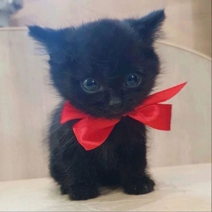 Black kitten with big eyes wearing a red bow sitting on a light surface showing quirky cat behavior and charm