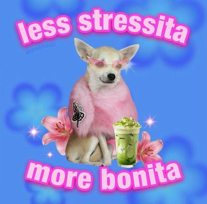 Small dog wearing pink sunglasses and a fuzzy cape with relatable memes text less stressita more bonita.