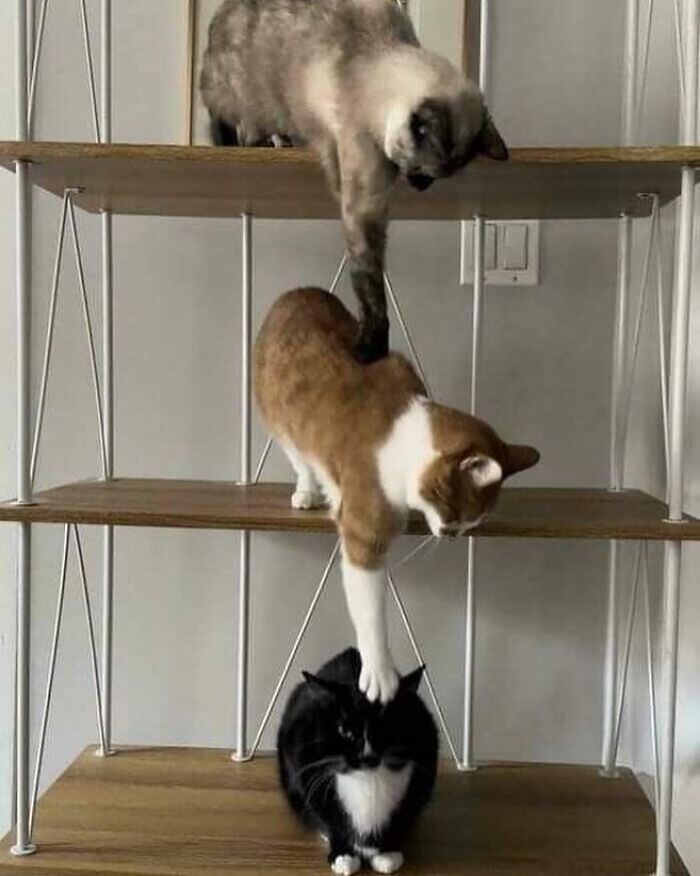 Three cats on wooden shelves, each cat reaching or touching the other, showing quirky cat behavior.