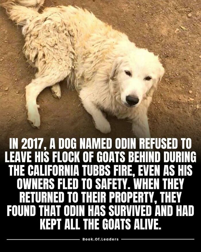 White dog lying on dirt, story illustrating facts that might teach you something new about loyalty and survival.