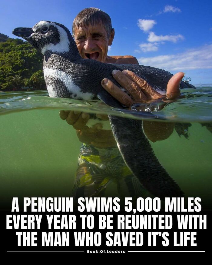 Man swimming with a penguin, highlighting surprising stories and facts that might teach you something new and interesting.