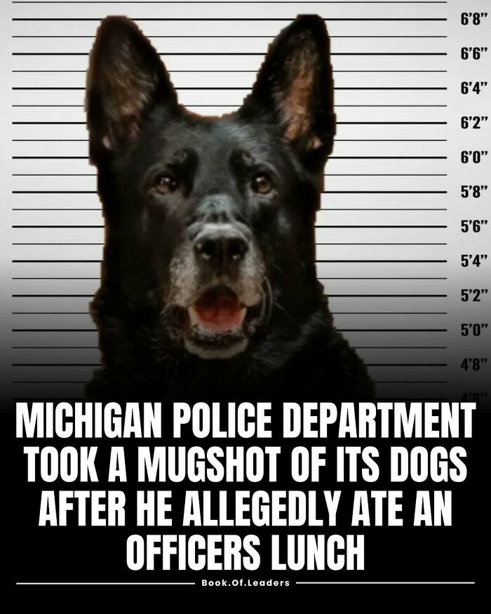 Police dog mugshot taken after allegedly eating officer's lunch illustrating unusual stories and facts you might not know.