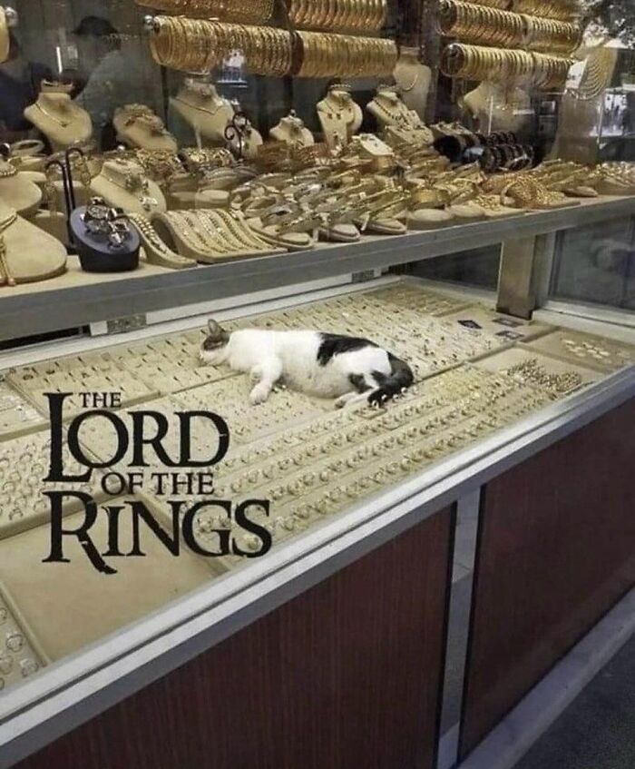Cat lying among rings in a jewelry store display, showcasing cats being their quirky selves in a humorous setting.