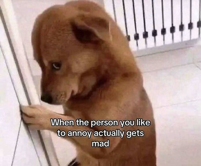 A shy dog looking guilty with text about annoying someone who you like, representing silly relatable spicy memes.