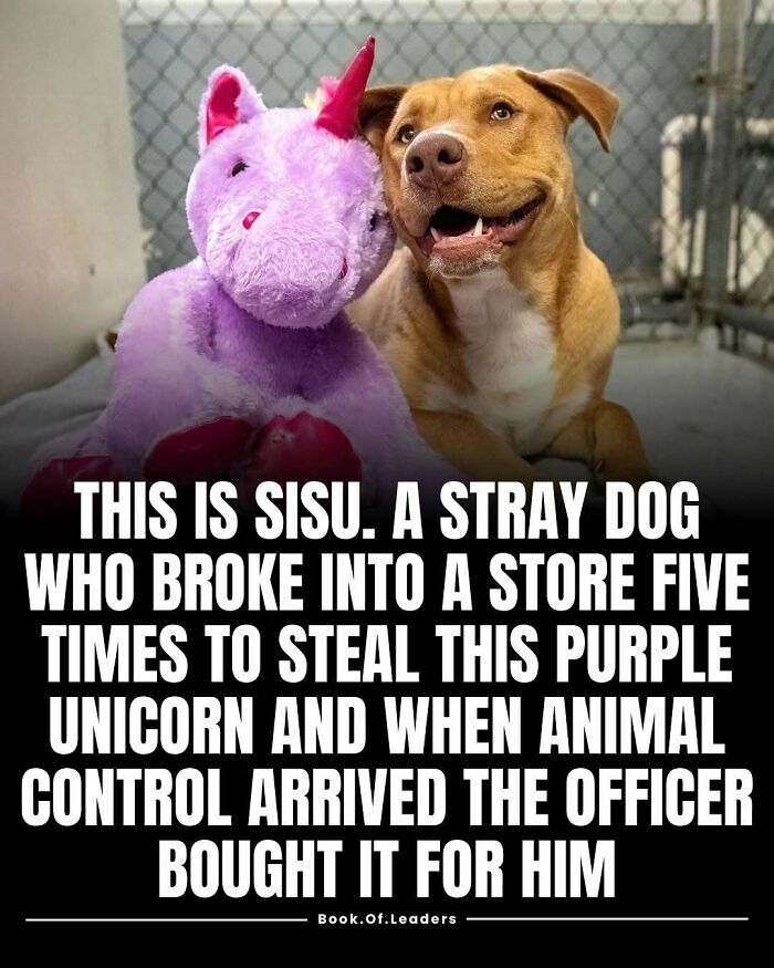 Stray dog with a purple unicorn toy showing heartwarming animal control story and interesting facts you might not know.