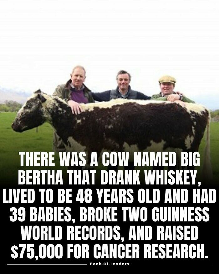 Three men standing behind a cow in a field illustrating unique stories and facts that teach something new.
