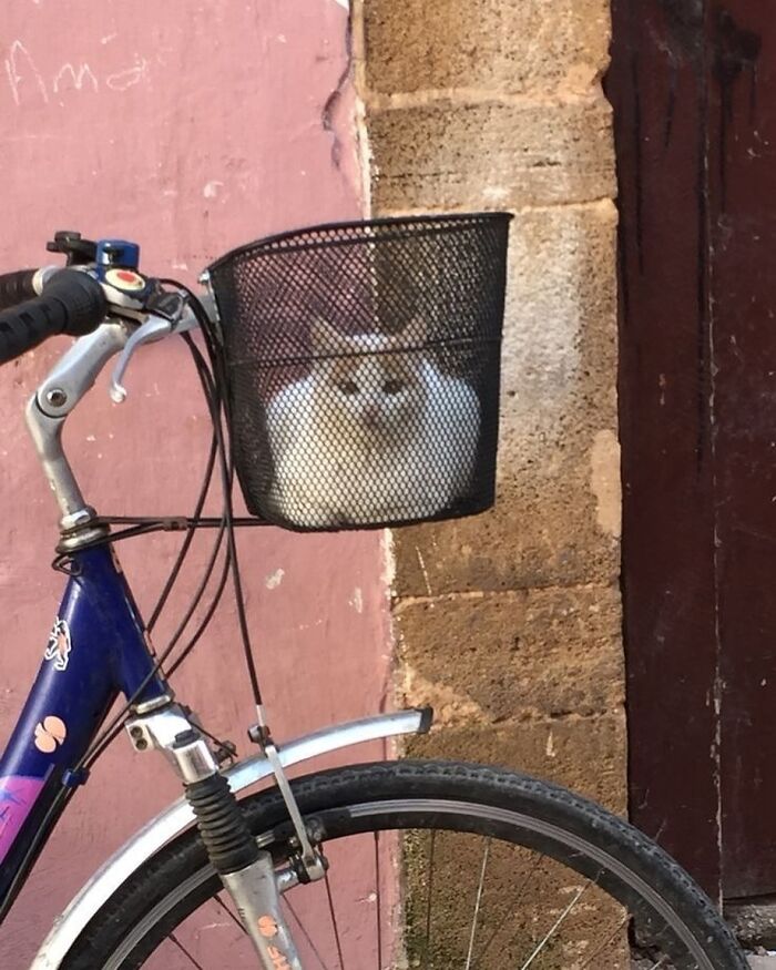 White cat sitting quietly in a bicycle basket against a stone wall, showcasing quirky cats in unique spots.