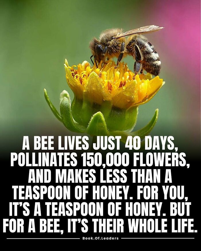 Bee pollinating a yellow flower, illustrating interesting stories and facts you might not know about bees.