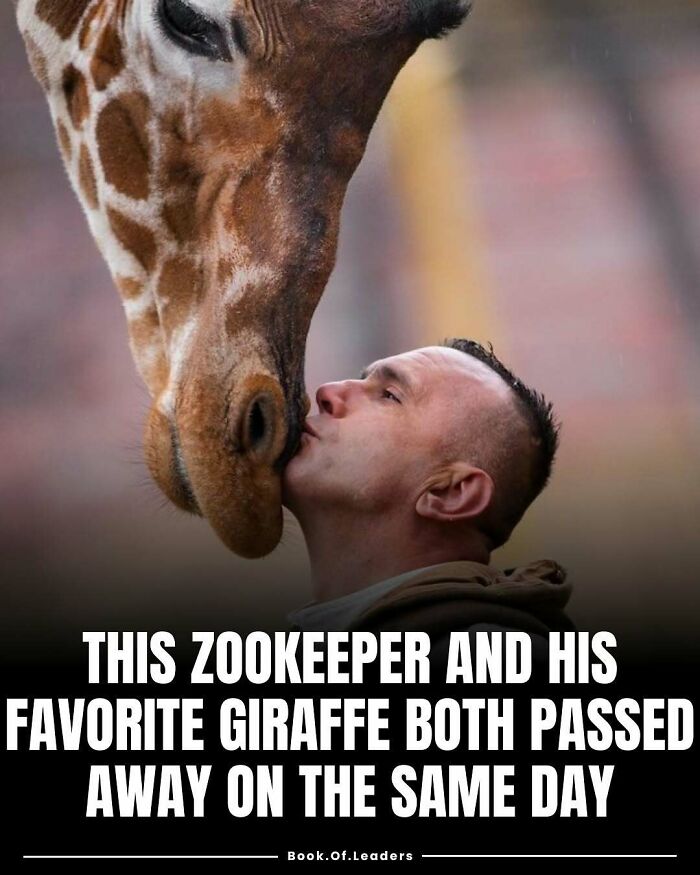 Zookeeper shares a tender moment with his favorite giraffe in a touching story full of surprising facts and lessons.