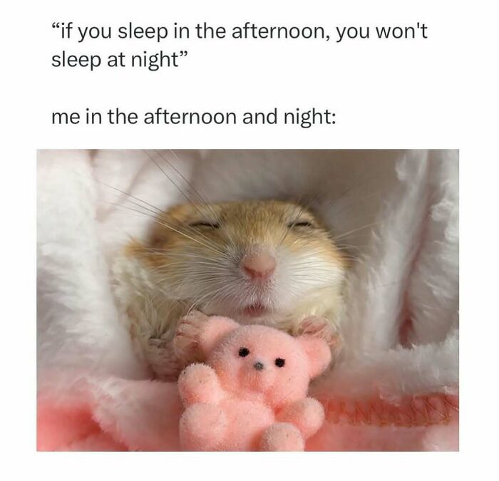 Cute hamster cuddling a teddy bear, illustrating relatable memes for days about avoiding responsibilities like a pro.