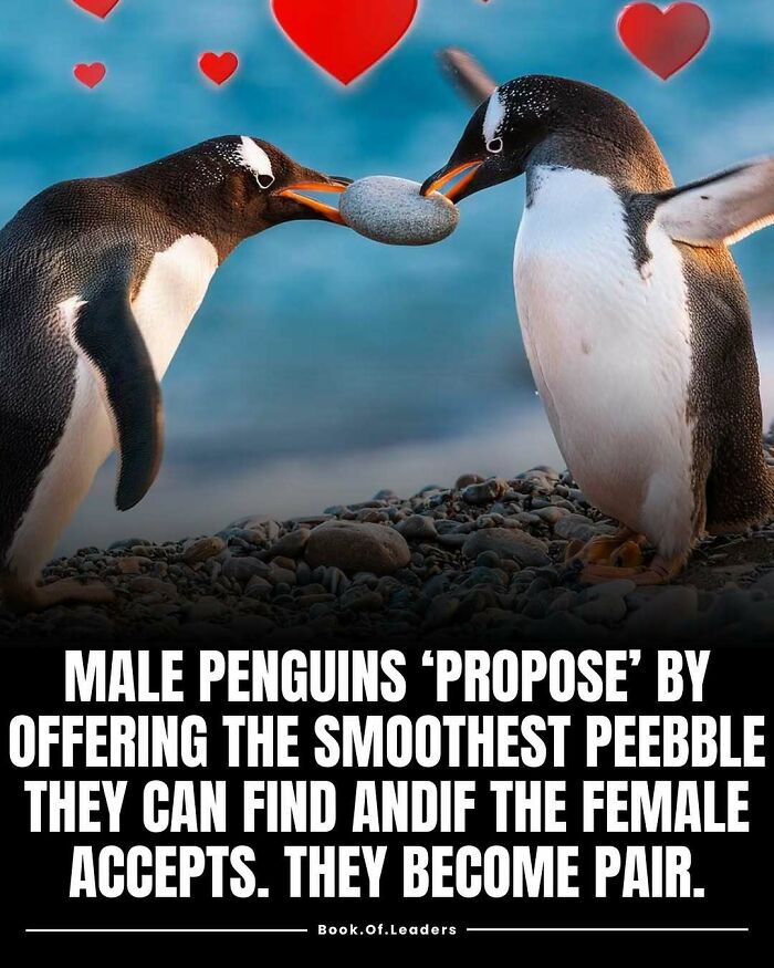Two penguins engaging in a unique proposal ritual by offering and accepting the smoothest pebble fact.