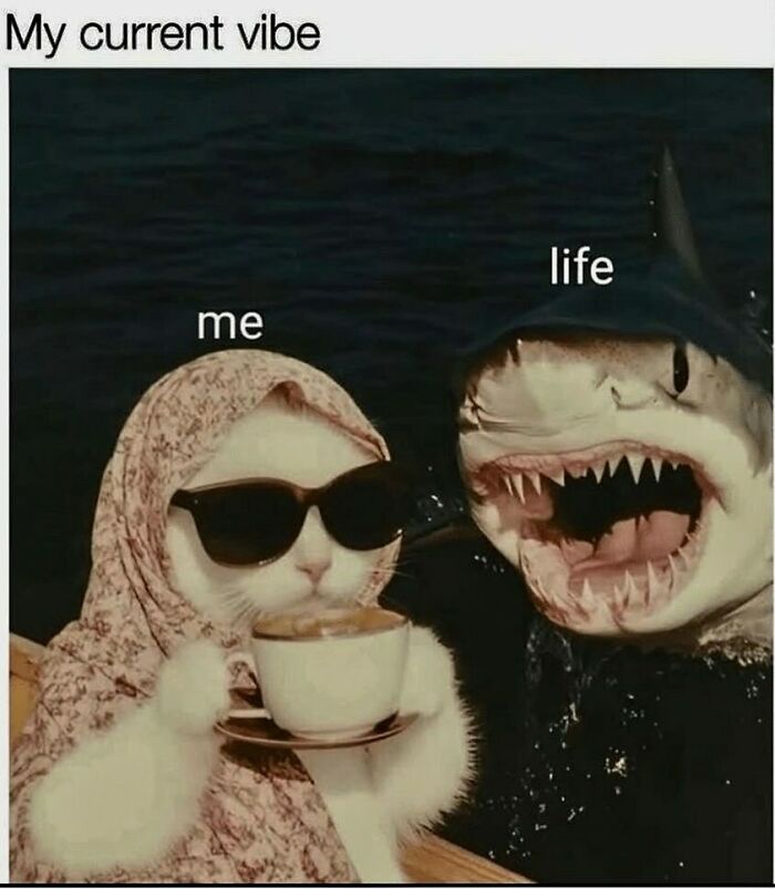 Cat wearing sunglasses and a headscarf labeled me drinking coffee next to an open-mouthed shark labeled life relatable memes.