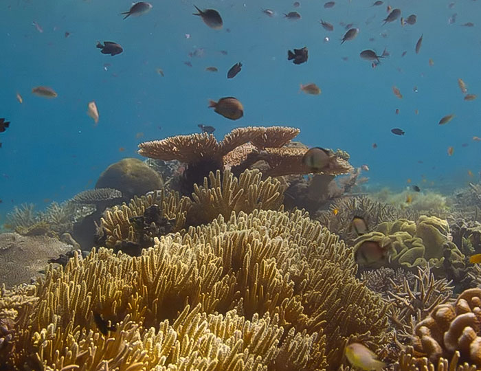Underwater coral reef with various fish swimming, highlighting environmental concerns near end of life warning by David Attenborough
