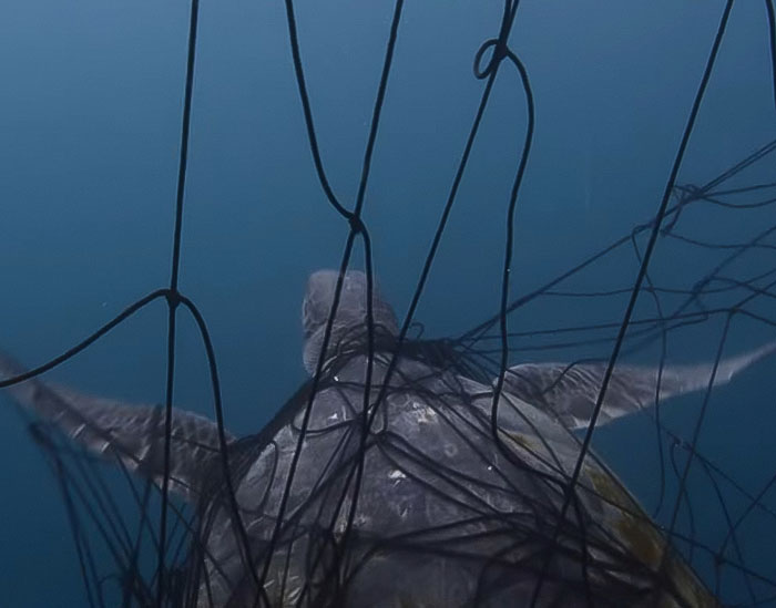Sea turtle entangled in black fishing nets underwater, highlighting urgent environmental warning by David Attenborough.