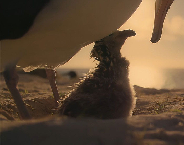 Newly hatched bird at sunset, illustrating nature close to the end of its life cycle, reflecting David Attenborough's urgent message.