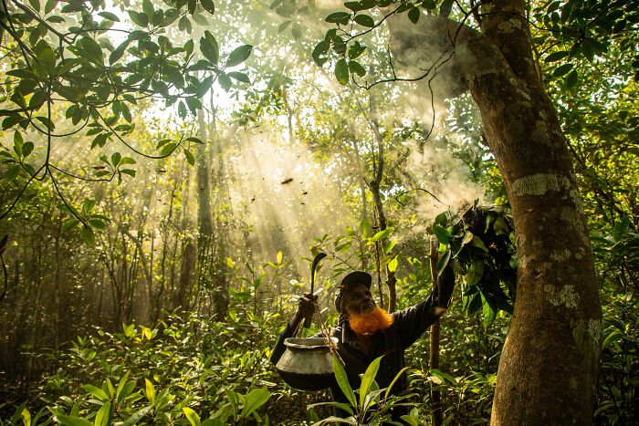 Man with bright orange beard collecting leaves in a dense mangrove forest with sun rays shining through foliage, mangrove photography.