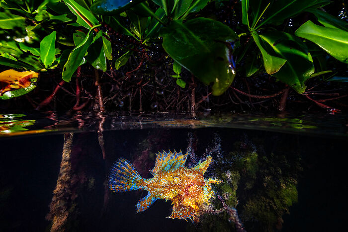 Underwater view of a colorful fish among mangrove roots, showcasing nature for mangrove photography awards entries.
