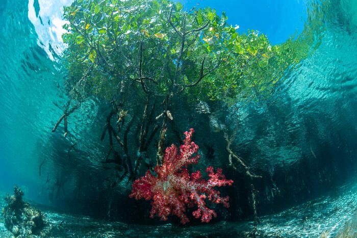 Underwater view of vibrant mangrove trees and coral showcasing stunning nature in mangrove photography awards.