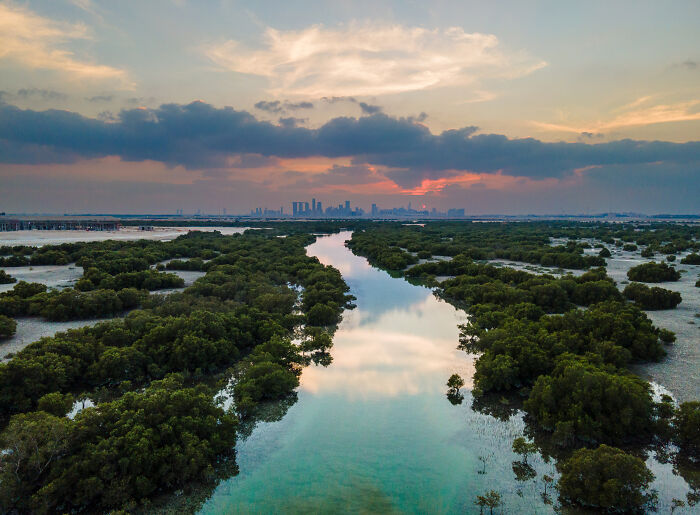Aerial view of lush mangrove forests with calm waterway at sunset, showcasing nature’s beauty for mangrove photography awards.