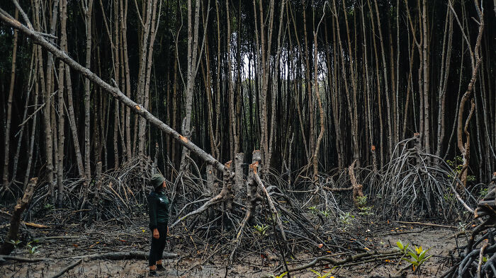 Person standing among dense mangrove roots in a forest, showcasing nature for mangrove photography awards entries.