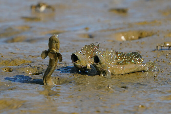 Mudskipper fish displaying open mouths on muddy shore in a mangrove habitat, featured in mangrove photography awards.