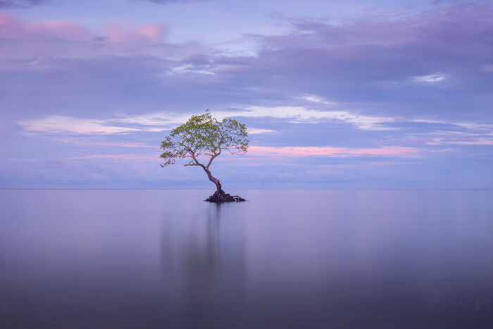 Solitary mangrove tree standing in calm water under a purple sky, captured in stunning mangrove photography.