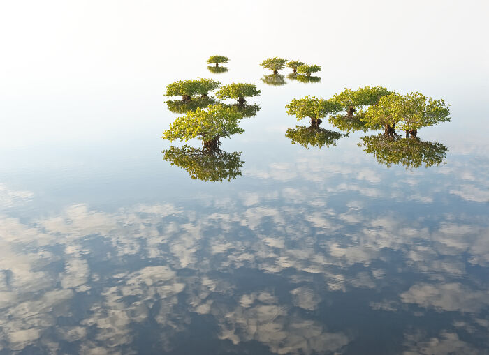 Small mangrove trees reflecting in calm water under a clear sky, showcasing nature's beauty for mangrove photography awards.
