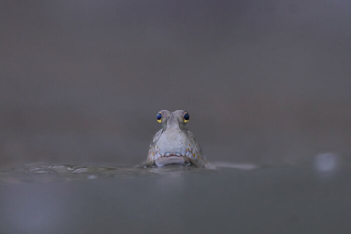 Close-up of a fish peeking above water in a mangrove habitat, featured in Mangrove Photography Awards entries.