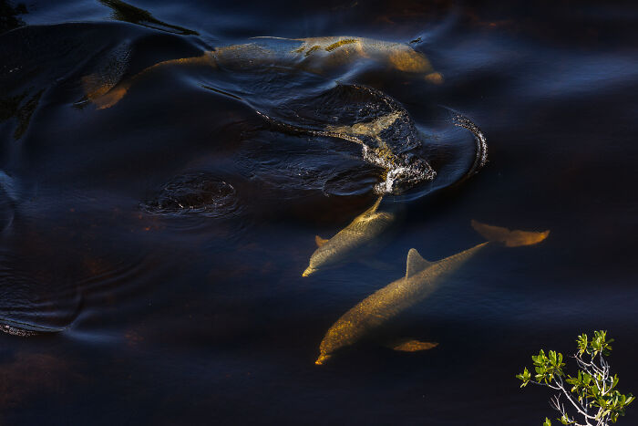 Dolphins swimming near mangrove roots in dark water, showcasing stunning natural beauty in mangrove photography awards.
