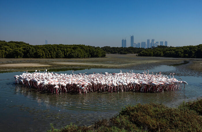 A large flock of flamingos gathered in a mangrove wetland, showcasing nature’s beauty for mangrove photography awards.