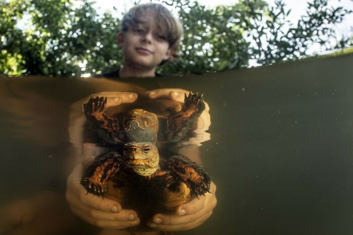 Child holding a turtle underwater among mangroves, showcasing stunning nature photography for mangrove photography awards.