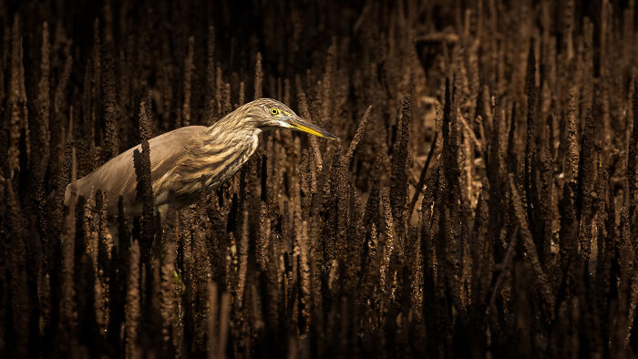 Heron camouflaged among dense mangrove roots in a low-light setting, showcasing mangrove photography awards winner.