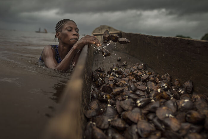 Woman harvesting shellfish in water near a wooden boat, captured in a striking mangrove photography awards image.