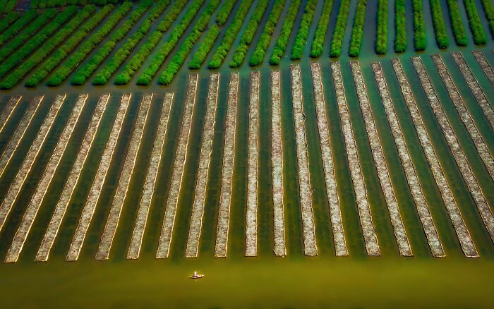 Aerial view of mangrove rows with a small boat navigating shallow water in a peaceful mangrove photography scene.