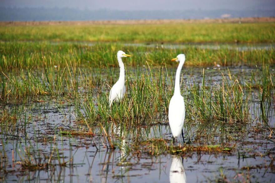 Mirror Souls At Chilka