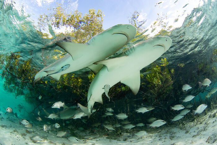 Underwater shot of sharks swimming among mangrove roots with diverse fish, showcasing mangrove photography awards highlights.