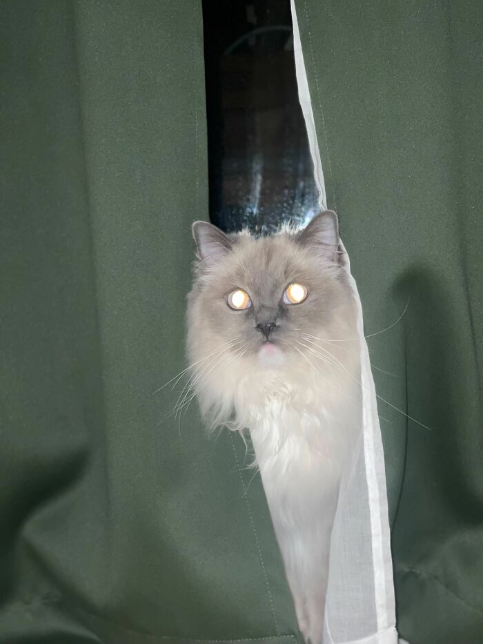 Cat peeking through curtains with glowing eyes, looking like a demon in a spooky pet cryptid photo.