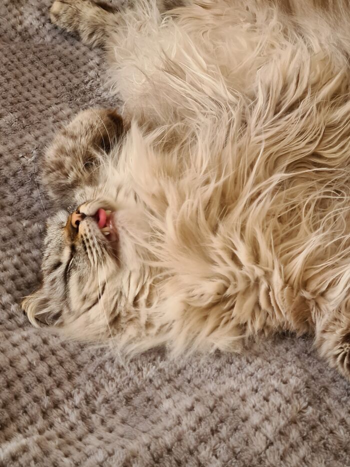 Fluffy cat lying on a textured blanket with eyes closed and tongue slightly out in a cute pet photo.