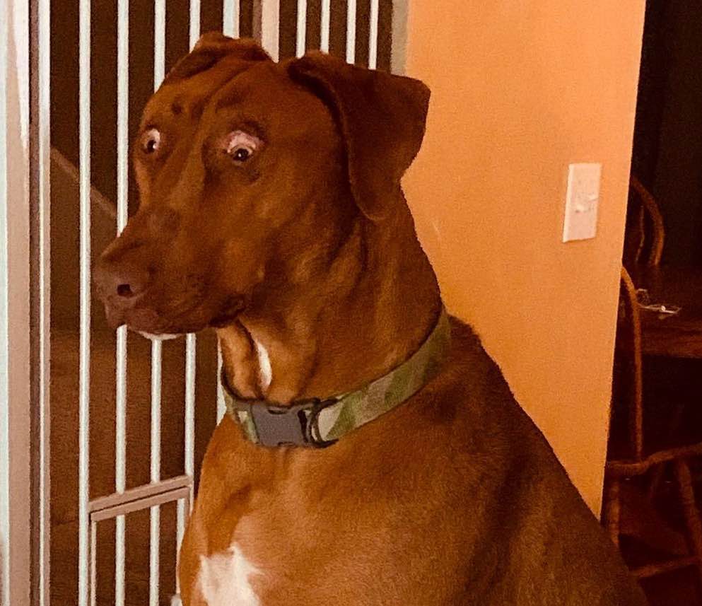 Hey Pandas, Surprise Your Dog And Post A Photo