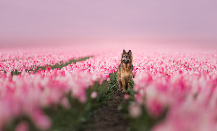 I'm A Dutch Dog Photographer, And These Are Some Of My Favorite Shots (37 Pics)