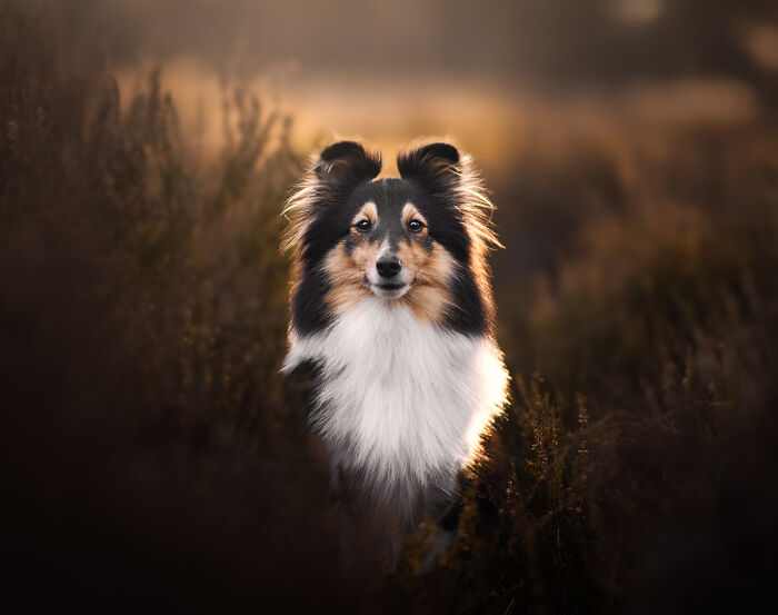 I'm A Dutch Dog Photographer, And These Are Some Of My Favorite Shots (37 Pics)