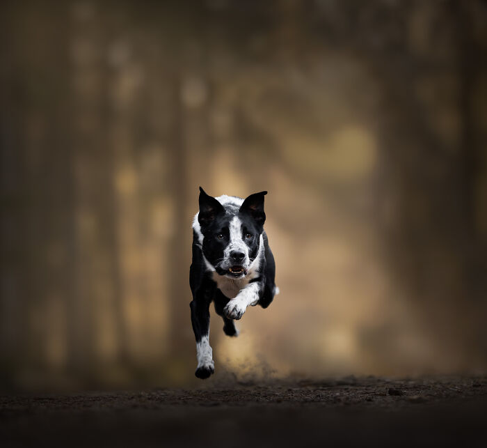 I'm A Dutch Dog Photographer, And These Are Some Of My Favorite Shots (37 Pics)